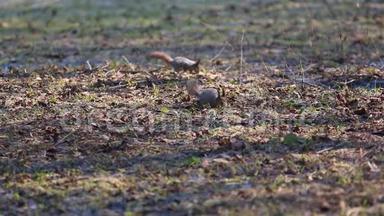 两只松鼠在地上的枯叶中寻找食物。 红松鼠或欧亚红松鼠